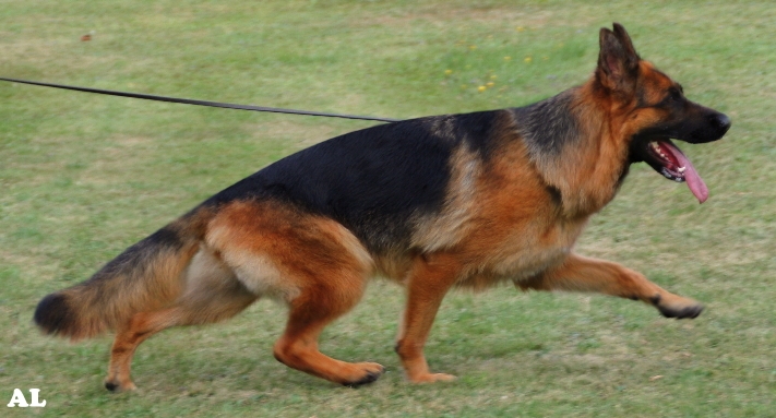 Laufbild Jessy vom Weihertrchen